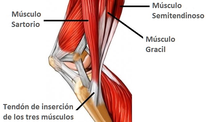 pata de ganso