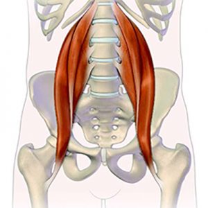 la importancia del psoas